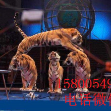 舞臺藝術造型策劃 以創意點亮表演的靈魂